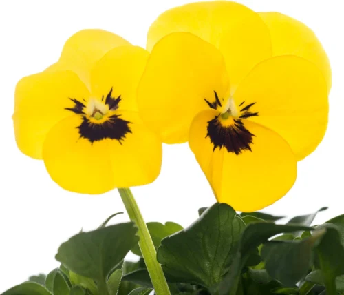 Hoornviool (Viola Cornuta) Sixpack Geel Met Oog D 9 H 10 Cm 5 Hoornviool (Viola Cornuta) Sixpack Geel Met Oog D 9 H 10 Cm -Tuinplanten Winkel 8717263562658 2