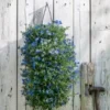 Wandhanger Met Steenzaad (Lithodora) H 50 Cm -Tuinplanten Winkel 8717263563815 1