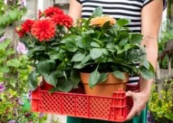 Dahlia (Dahlia 'Hypnotica Pink') D 17 H 40 Cm