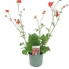 Nagelkruid (Geum 'Coral Tempest') D 17 H 50 Cm 2 Nagelkruid (Geum 'Coral Tempest') D 17 H 50 Cm -Tuinplanten Winkel 8717263575085