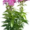 Vlambloem (Phlox Paniculata 'Evi') D 17 H 30 Cm -Tuinplanten Winkel 8717263575160
