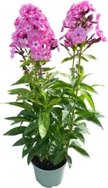 Vlambloem (Phlox Paniculata 'Evi') D 17 H 30 Cm