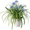 Afrikaanse Lelie (Agapanthus 'Amourette Superbe') D 17 H 35 Cm 2 Afrikaanse Lelie (Agapanthus 'Amourette Superbe') D 17 H 35 Cm -Tuinplanten Winkel 8717263579465