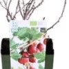 Biologische Rode Kruisbes (Ribes Uva-crispa 'Captivator') D 13 H 40 Cm 1 Biologische Rode Kruisbes (Ribes Uva-crispa 'Captivator') D 13 H 40 Cm -Tuinplanten Winkel 8717263584995 1