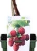 Biologische Herfstframboos (Rubus Idaeus 'Heritage') D 19 H 60 Cm 1 Biologische Herfstframboos (Rubus Idaeus 'Heritage') D 19 H 60 Cm -Tuinplanten Winkel 8717263585275 1