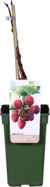 Biologische Herfstframboos (Rubus Idaeus 'Heritage') D 19 H 60 Cm 3 Biologische Herfstframboos (Rubus Idaeus 'Heritage') D 19 H 60 Cm