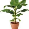 Bananenplant (Musa) D 28 H 80 Cm -Tuinplanten Winkel 8717263599722 1