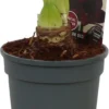Amaryllis (Hippeastrum 'Dark Red') D 13 H 25 Cm -Tuinplanten Winkel 8717263639732