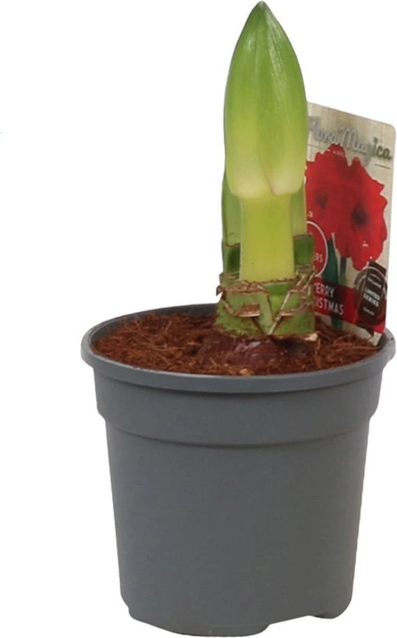 Amaryllis (Hippeastrum 'Merry Christmas') D 13 H 25 Cm 3 Amaryllis (Hippeastrum 'Merry Christmas') D 13 H 25 Cm