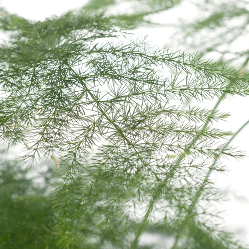 Sierasperge (Asparagus Setaceus) D 13 H 30 Cm -Tuinplanten Winkel 8717263641025 1 1