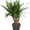 Yucca Vertakt (Yucca Elephantipes) D 21 H 70 Cm 2 Yucca Vertakt (Yucca Elephantipes) D 21 H 70 Cm -Tuinplanten Winkel 8717263642404