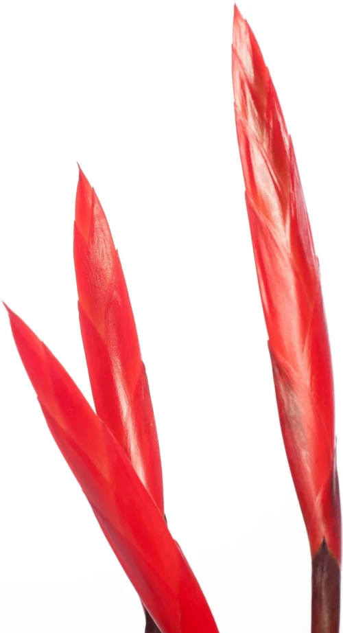 Vriesea (Vriesea 'Era Triplo') D 12 H 45 Cm -Tuinplanten Winkel 8717263644385 1 2 scaled