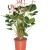 Flamingoplant (Anthurium Andreanum 'Amalia Elegance') D 21 H 70 Cm 2 Flamingoplant (Anthurium Andreanum 'Amalia Elegance') D 21 H 70 Cm -Tuinplanten Winkel 8717263645153 1