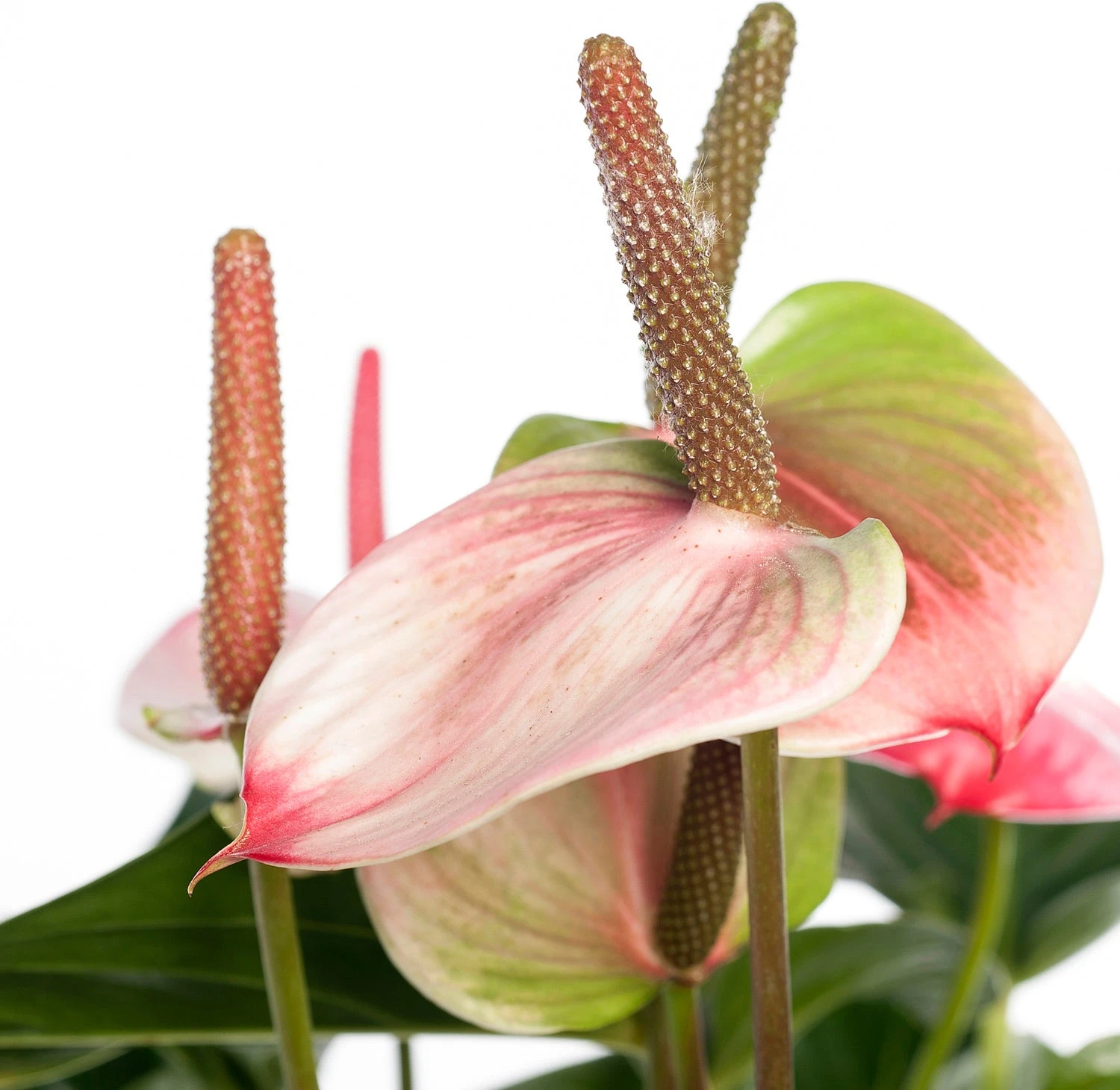 Flamingoplant (Anthurium Andreanum 'Amalia Elegance') D 21 H 70 Cm 4 Flamingoplant (Anthurium Andreanum 'Amalia Elegance') D 21 H 70 Cm - Afbeelding 2