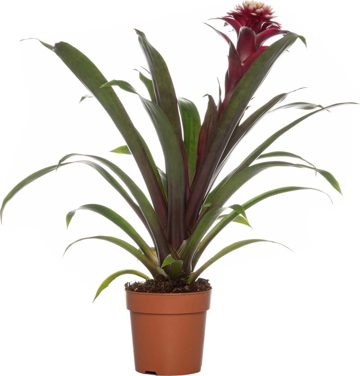 Guzmania (Guzmania 'Fransesca') D 12 H 35 Cm 3 Guzmania (Guzmania 'Fransesca') D 12 H 35 Cm