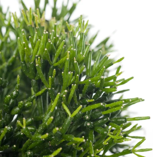 Koraalcactus (Hatiora Salicornioides) D 12 H 25 Cm 5 Koraalcactus (Hatiora Salicornioides) D 12 H 25 Cm -Tuinplanten Winkel 8717263646174 1 2