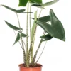 Olifantsoor (Alocasia Zebrina) D 24 H 90 Cm -Tuinplanten Winkel 8717263647195 1 2 1