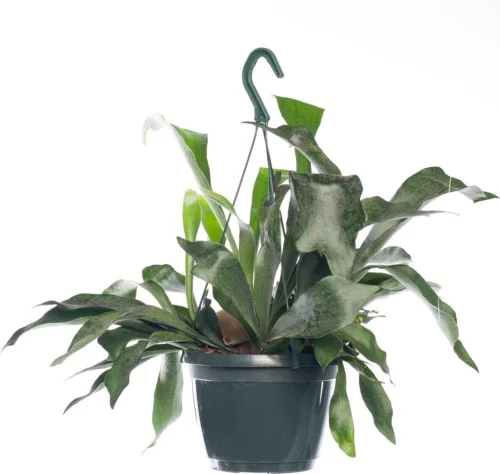 Hertshoornvaren In Hangpot (Platycerium Bifurcatum) D 18 H 25 Cm