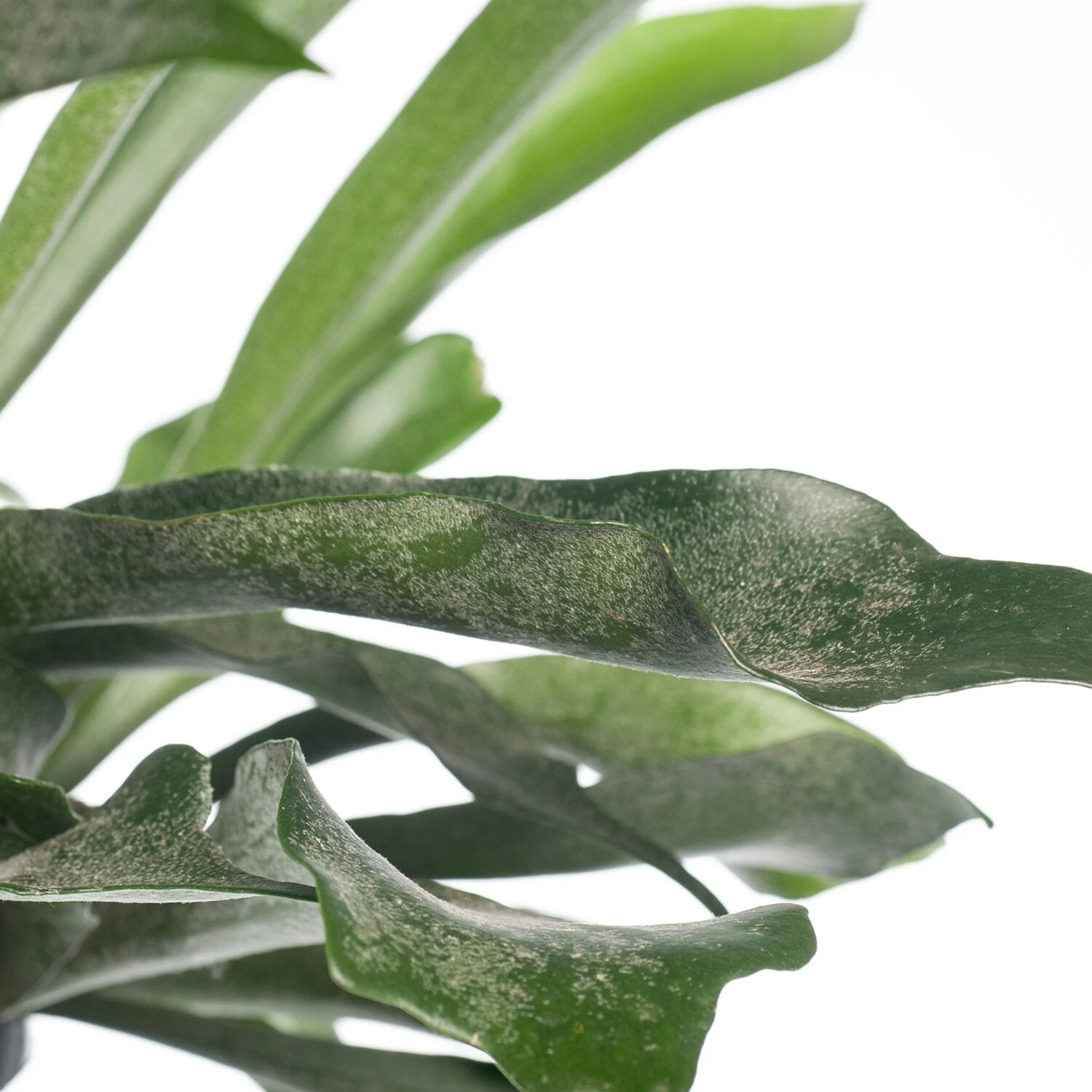 Hertshoornvaren In Hangpot (Platycerium Bifurcatum) D 18 H 25 Cm 4 Hertshoornvaren In Hangpot (Platycerium Bifurcatum) D 18 H 25 Cm - Afbeelding 2