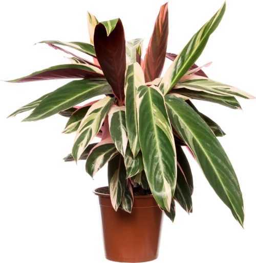 Stromanthe (Stromanthe Sanguinea 'Triostar') D 19 H 80 Cm