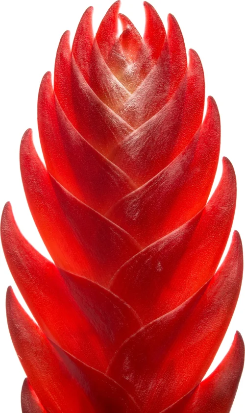 Vriesea (Vriesea 'Porto') D 12 H 45 Cm -Tuinplanten Winkel 8717263648321 1