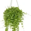 Dubbeltjesplant In Hangpot (Dischidia Nummularia) D 14 H 40 Cm -Tuinplanten Winkel 8717263649052