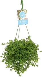 Peperomia In Hangpot (Peperomia 'Isabelle') D 14 H 30 Cm