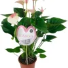 Flamingoplant (Anthurium Andreanum 'Fantasy Love') D 21 H 75 Cm -Tuinplanten Winkel 8717263649496 0