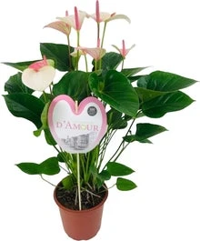 Flamingoplant (Anthurium Andreanum 'Fantasy Love') D 21 H 75 Cm 3 Flamingoplant (Anthurium Andreanum 'Fantasy Love') D 21 H 75 Cm