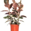 Rubberboom (Ficus Elastica 'Belize') D 27 H 90 Cm 2 Rubberboom (Ficus Elastica 'Belize') D 27 H 90 Cm -Tuinplanten Winkel 8717263649519 1