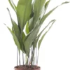 Kwartjesplant (Aspidistra Elatior) D 21 H 100 Cm 1 Kwartjesplant (Aspidistra Elatior) D 21 H 100 Cm -Tuinplanten Winkel 8717263650133 1