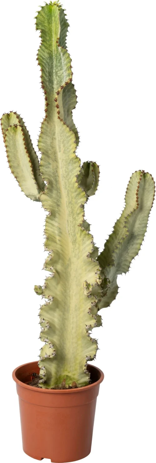 Cowboy-cactus (Euphorbia Ingens Canarias) D 26 H 70 Cm