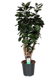 Aralia (Polyscias 'Fabian') D 21 H 90 Cm