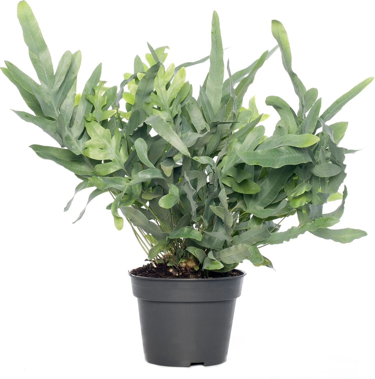 Blauwvaren (Phlebodium Aureum 'Blue Star') D 17 H 50 Cm 3 Blauwvaren (Phlebodium Aureum 'Blue Star') D 17 H 50 Cm