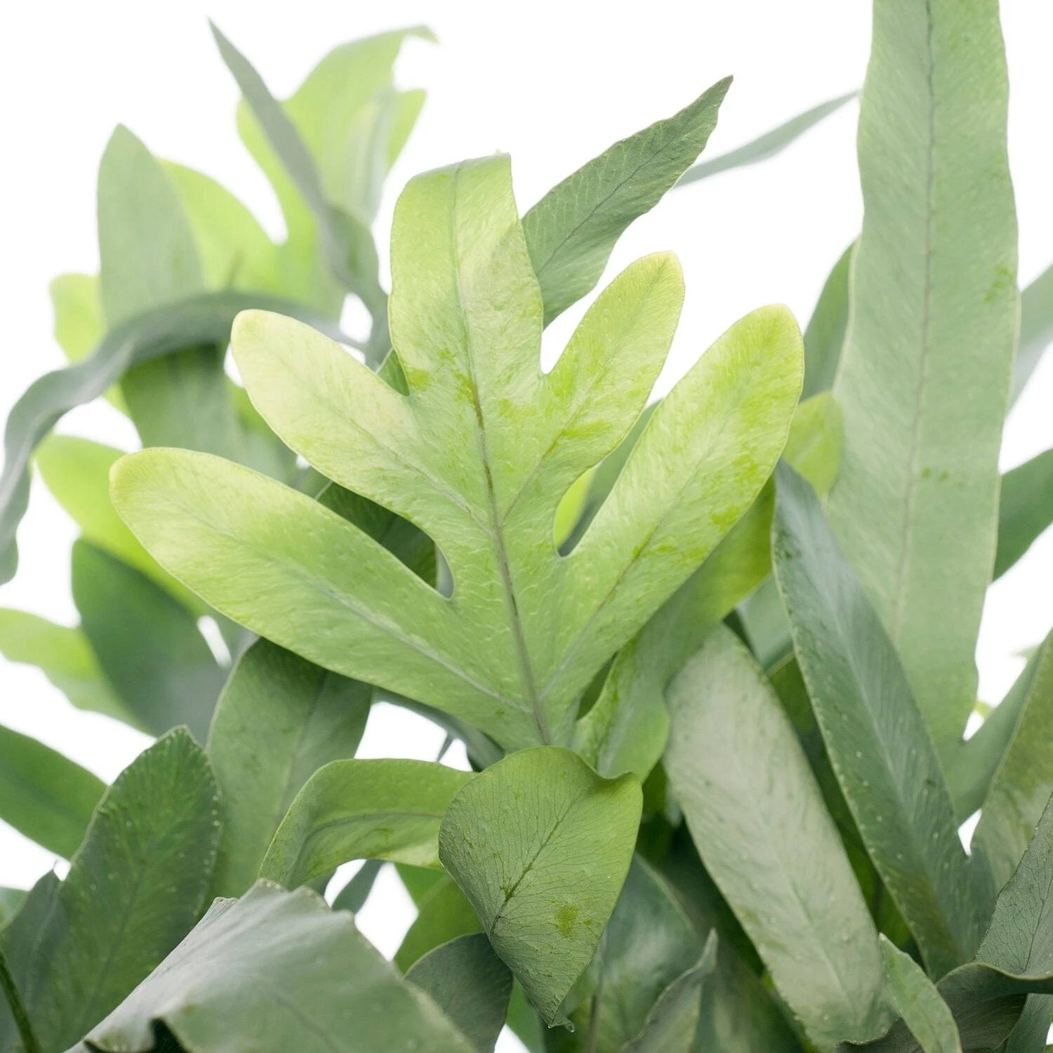 Blauwvaren (Phlebodium Aureum 'Blue Star') D 17 H 50 Cm 4 Blauwvaren (Phlebodium Aureum 'Blue Star') D 17 H 50 Cm - Afbeelding 2