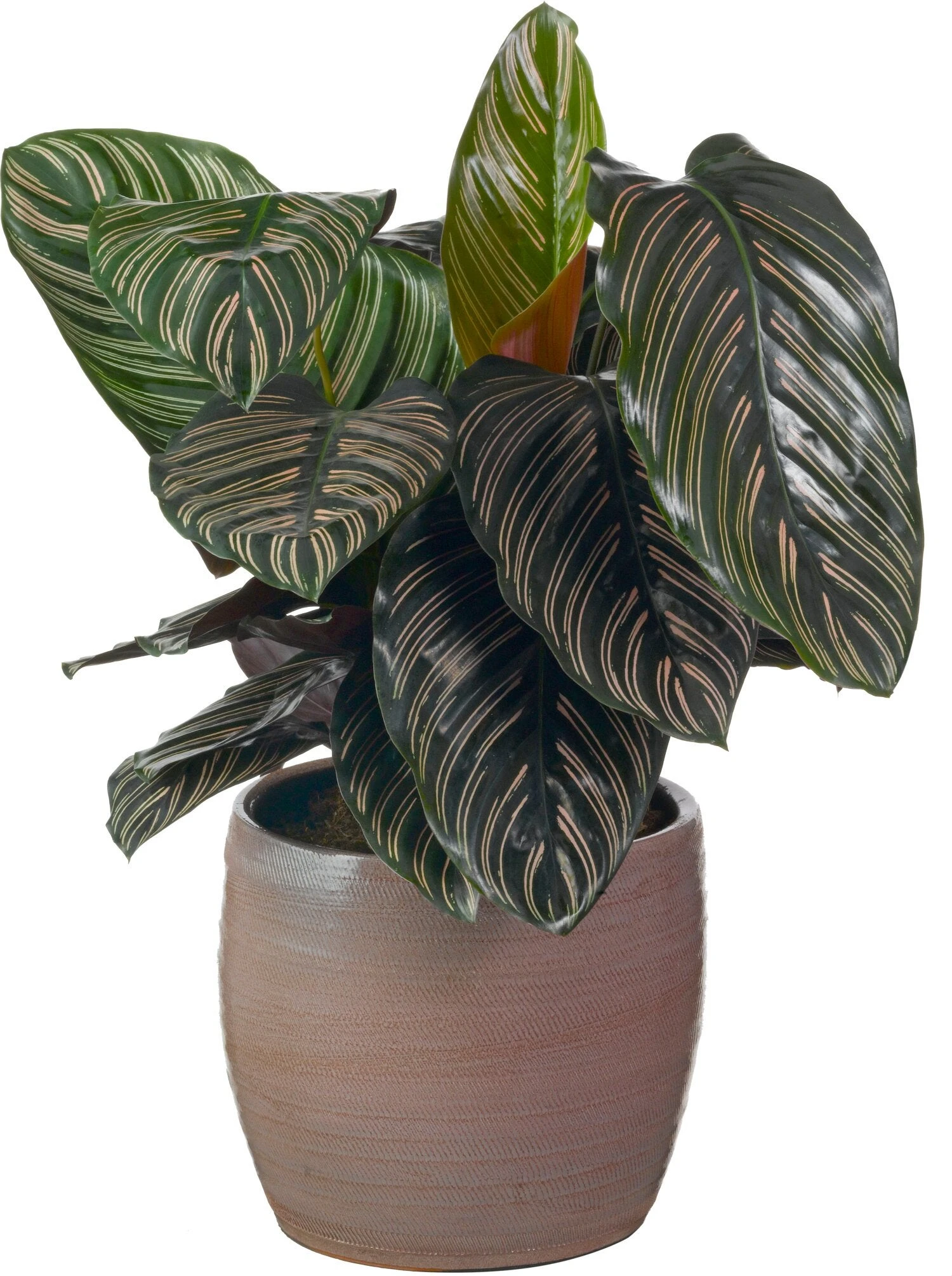 Calathea (Calathea Sanderiana 'Ornata') D 19 H 80 Cm 4 Calathea (Calathea Sanderiana 'Ornata') D 19 H 80 Cm - Afbeelding 2
