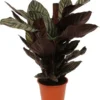 Calathea (Calathea Sanderiana 'Ornata') D 19 H 80 Cm 1 Calathea (Calathea Sanderiana 'Ornata') D 19 H 80 Cm -Tuinplanten Winkel 8717263650959 1