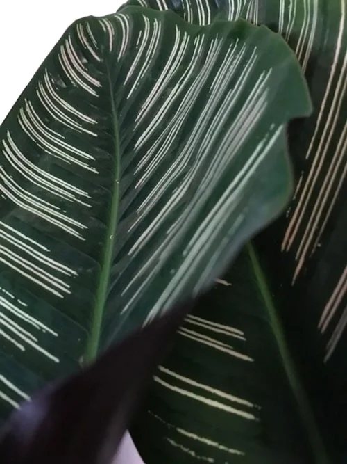 Calathea (Calathea Sanderiana 'Ornata') D 19 H 80 Cm 7 Calathea (Calathea Sanderiana 'Ornata') D 19 H 80 Cm -Tuinplanten Winkel 8717263650959 2