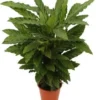 Calathea (Calathea Rufibarba 'Miroscha') D 19 H 75 Cm -Tuinplanten Winkel 8717263650973