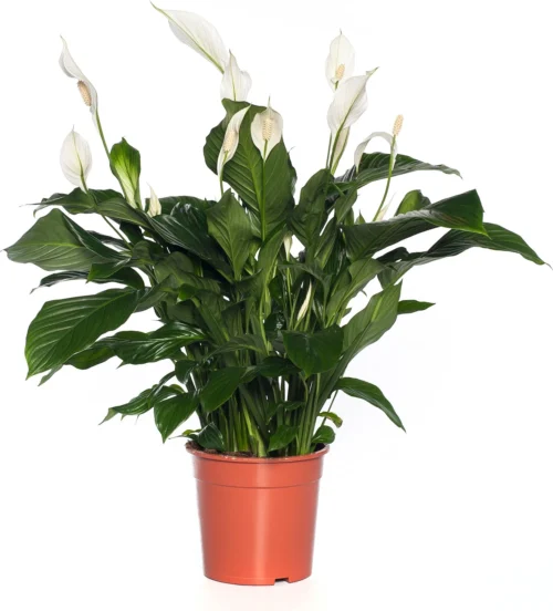 Lepelplant (Spathiphyllum 'Sweet Lauretta') D 19 H 90 Cm -Tuinplanten Winkel 8717263650997 1 1