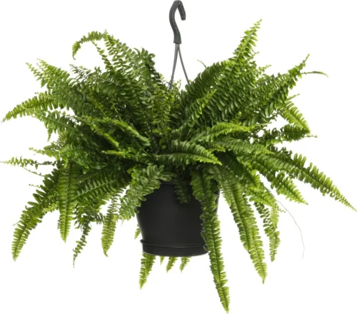 Krulvaren In Hangpot (Nephrolepis Exaltata 'Green Lady') D 20 H 60 Cm