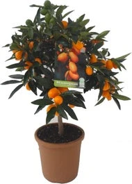 Chinese kumquat (Citrus Sinensis 'Kumquat') D 20 H 80 Cm 3 Chinese kumquat (Citrus Sinensis 'Kumquat') D 20 H 80 Cm