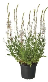 Lindheimers Prachtkaars (Gaura Lindheimeri 'Whirling Butterflies') D 17 H 35 Cm