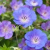 Ooievaarsbek (Geranium Incanum 'Johnson's Blue') D 11 H 10 Cm -Tuinplanten Winkel 8717263710639