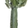 Cowboycactus (Euphorbia Ingens) D 24 H 100 Cm -Tuinplanten Winkel 8717263712459 1