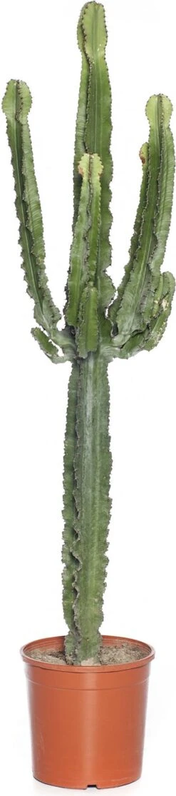 Cowboycactus (Euphorbia Ingens) D 24 H 100 Cm