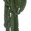 Cowboycactus (Euphorbia Ingens) D 30 H 140 Cm 1 Cowboycactus (Euphorbia Ingens) D 30 H 140 Cm -Tuinplanten Winkel 8717263712466 1 scaled