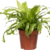 Nestvaren (Asplenium Antiquum) D 12 H 25 Cm 2 Nestvaren (Asplenium Antiquum) D 12 H 25 Cm -Tuinplanten Winkel 8717263716266