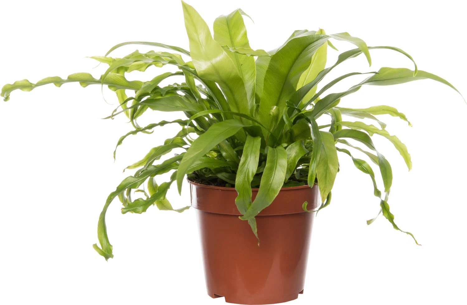 Nestvaren (Asplenium Antiquum) D 12 H 25 Cm 3 Nestvaren (Asplenium Antiquum) D 12 H 25 Cm