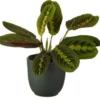 Tiengebodenplant (Maranta Leuconeura 'Erythroneura') D 12 H 25 Cm 2 Tiengebodenplant (Maranta Leuconeura 'Erythroneura') D 12 H 25 Cm -Tuinplanten Winkel 8717263716310 1